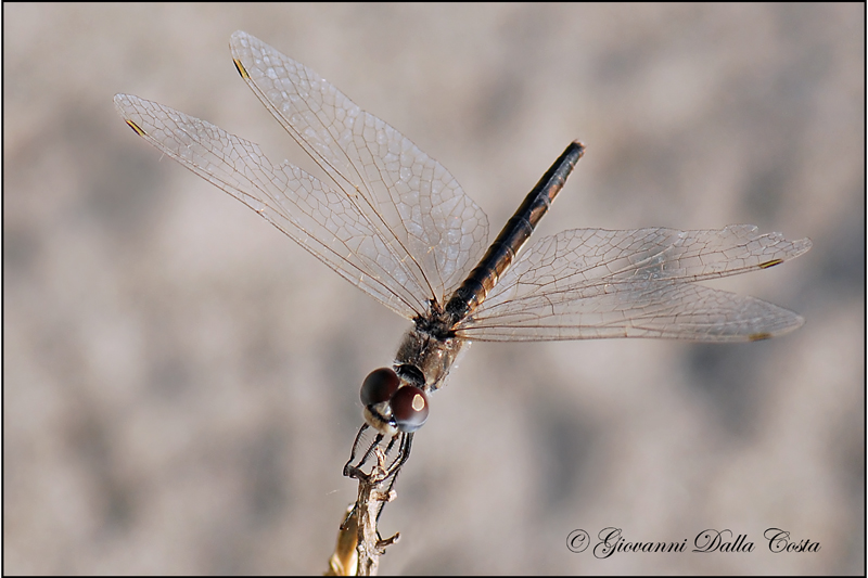 Libellula  (Marina): Selysiothemis nigra